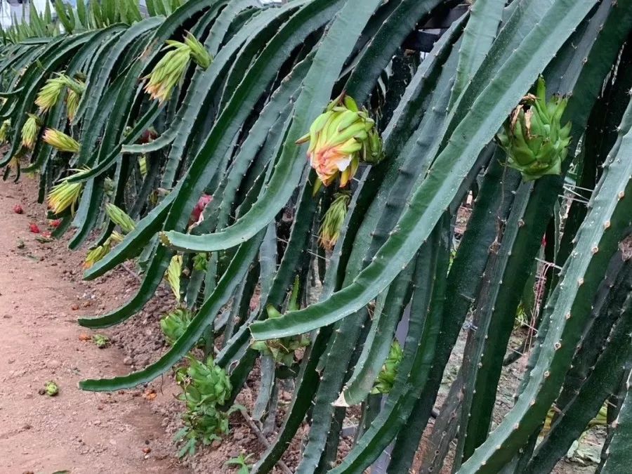 中国四大火龙果种植基地,火龙果最大的种植基地在哪里