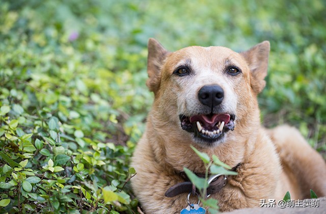 狗狗口水多怎么回事,狗狗口水很黏是怎么回事