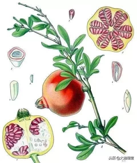 石榴传奇,石榴的传奇故事