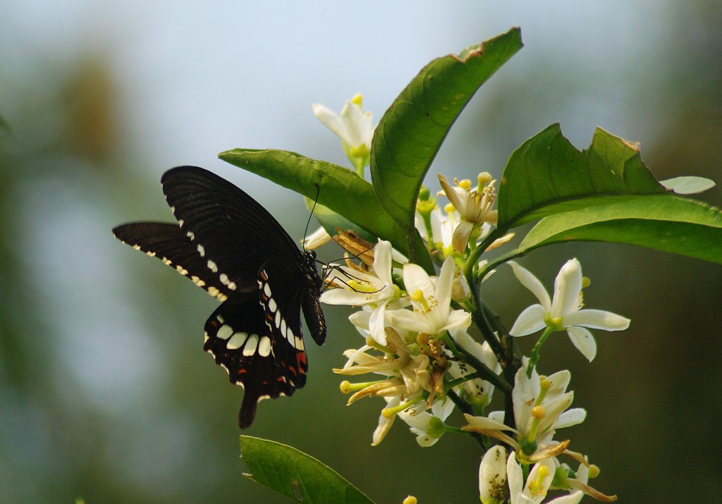 柚子树日记300字,柚子树的观察日记700字以上