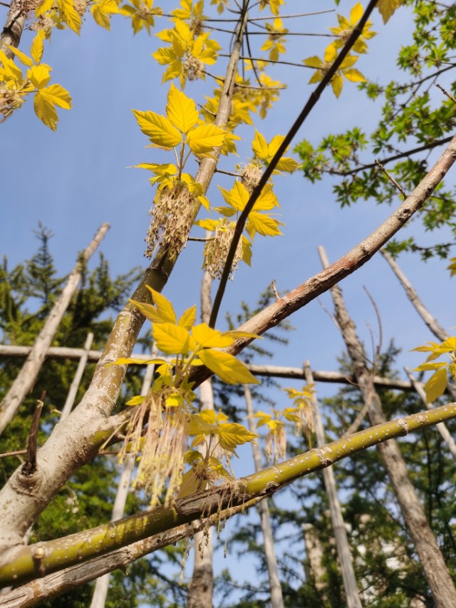 女性滴虫性阴道炎是怎样的症状,滴虫性阴道炎的症状有三种