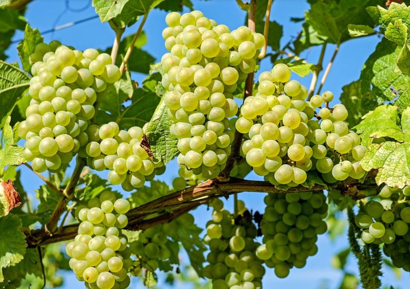 夏季这5种“危险”水果，可致孩子过敏、脑炎，再好吃也不能乱吃