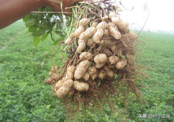 创业养殖农作物,有什么赚钱的农业种植项目