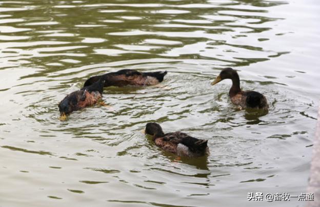 怎样检测公狗精子死活,鸭的人工授精是怎么操作
