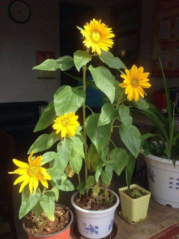 让向日葵长矮的方法是什么,让向日葵快速开花