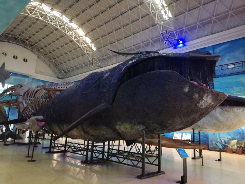 威海鲸鱼标本博物馆,鲸鱼演化博物馆标本