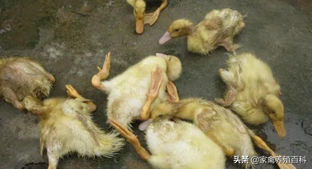 大鸭子拉白稀什么药好得快,鸭子拉白稀粪用什么药治疗