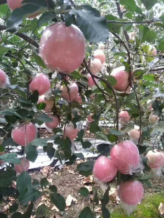 山西红富士苹果，手机微信号:13453922950