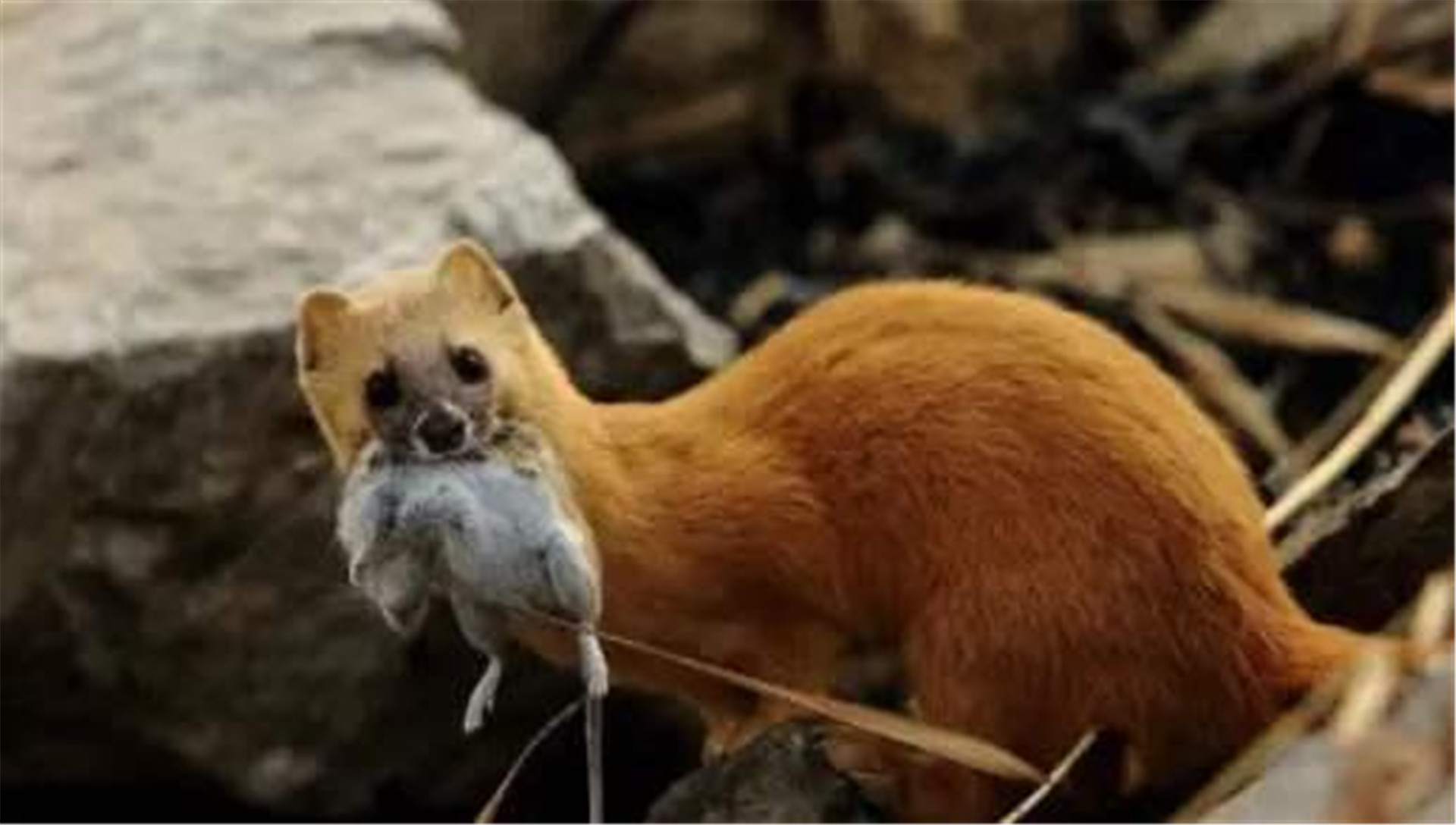 黄鼠狼为啥不能抓,为什么黄鼠狼再狡猾也不能捉