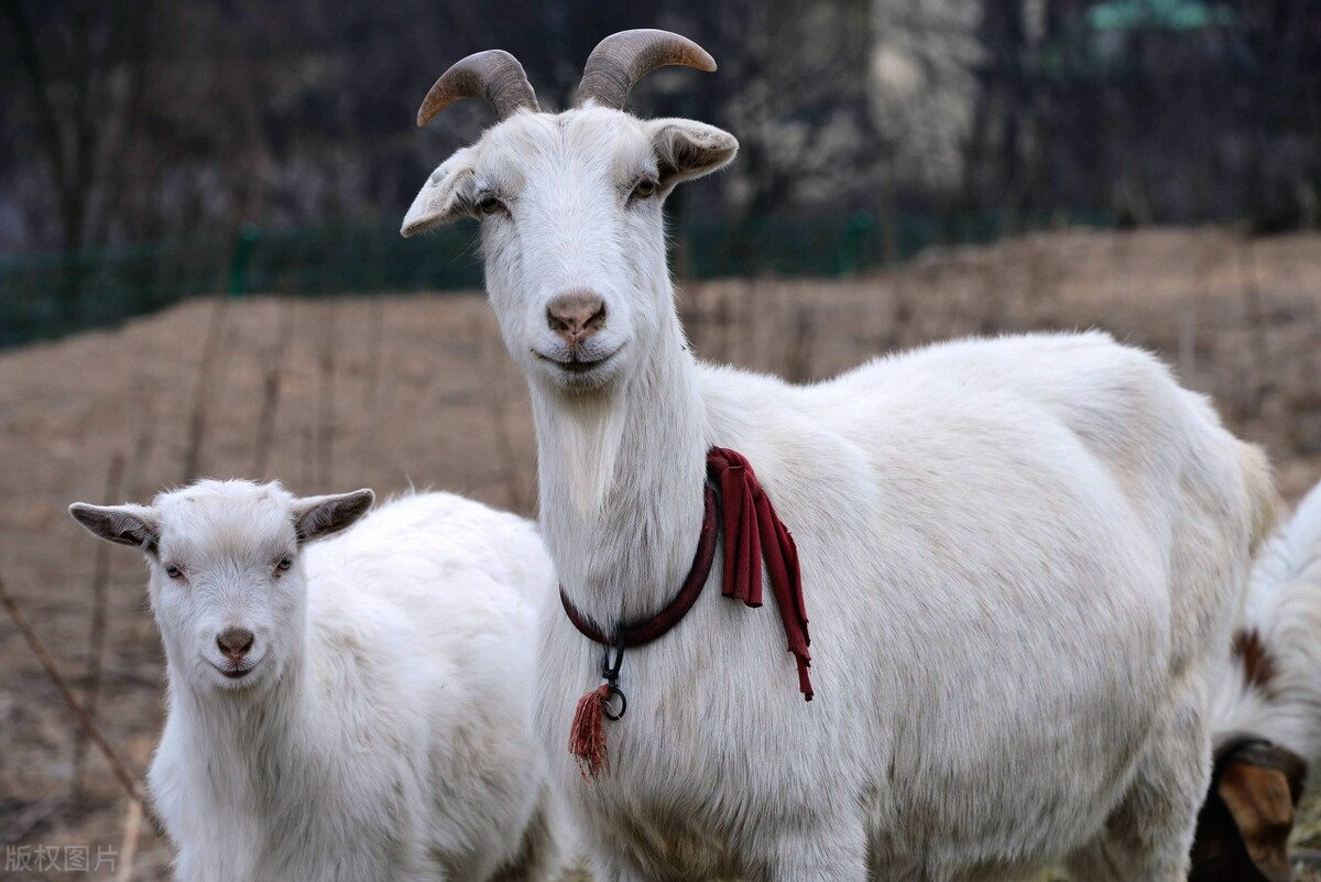 为什么家养的羊繁殖力会越来越低？有这5个原因，养羊要适时调整