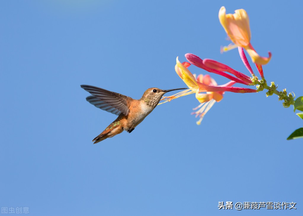 让说明文多些文艺范——阿宝老师的“作文经”（一三二）