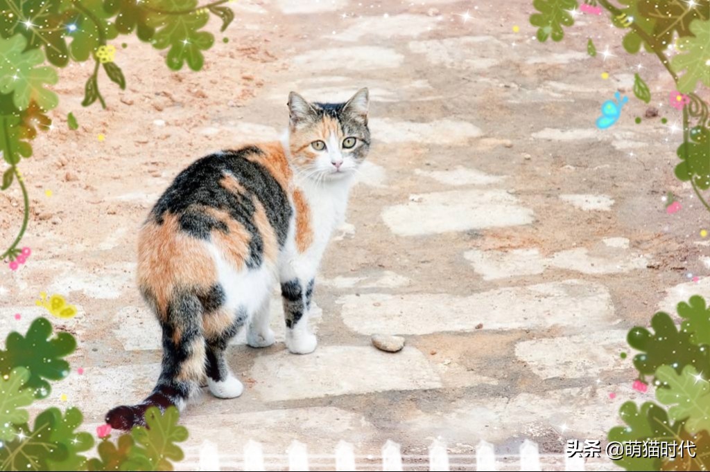 捡到没断奶的流浪猫应该怎么办,捡到无毛流浪猫怎么办