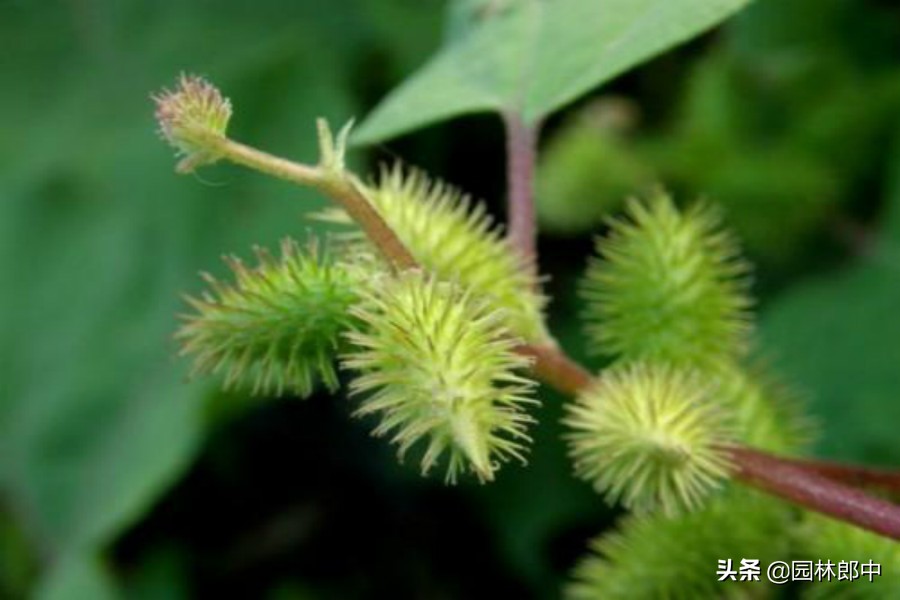 农村这种植物十分少见,农村这些植物你见过吗