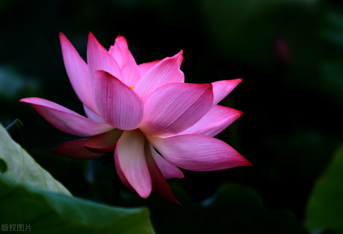 荷花怎么拍好看又有创意视频,教你拍摄荷花的四个意境