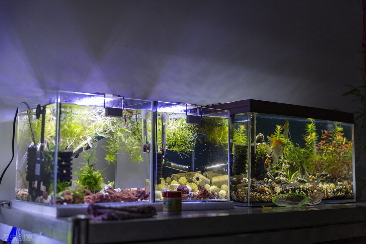 鱼缸养什么水草好养能净化水质,适合新手在鱼缸中养殖的水草