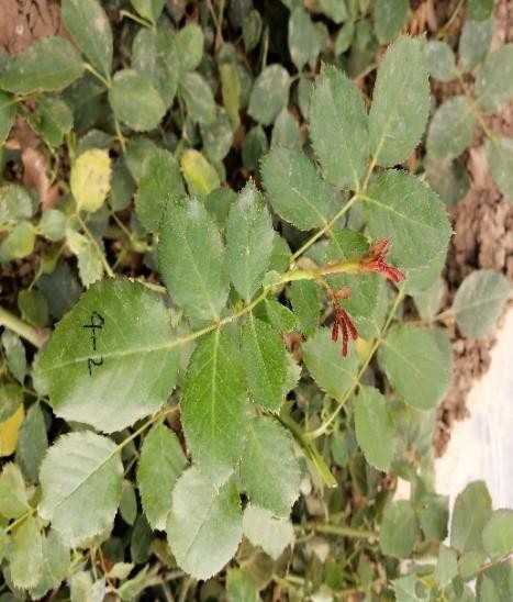 生物制剂防治白粉病,生物试剂治疗玫瑰糠疹