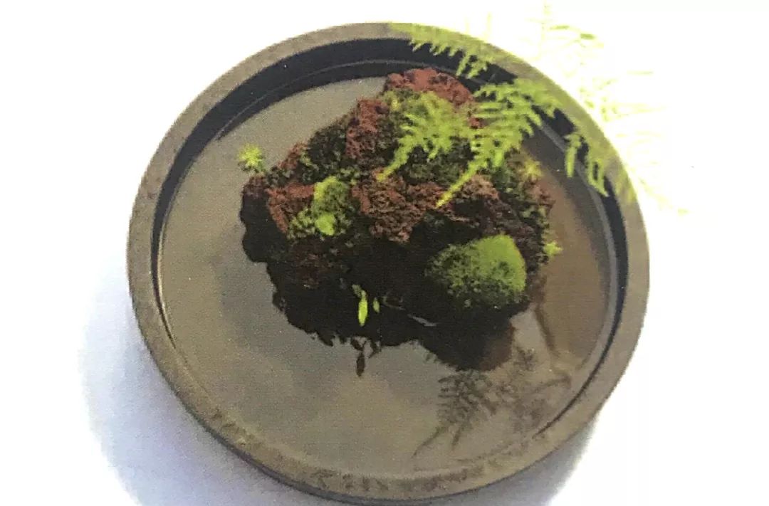 看九张水上的苔藓盆景制作过程图,叹一声“苔藓伊人,在水一方”