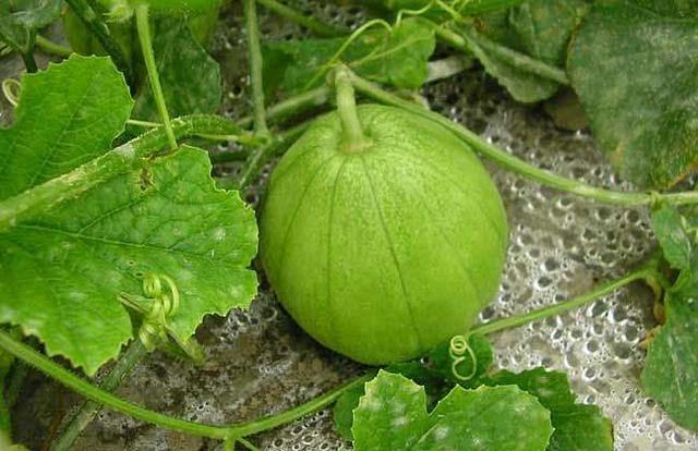 风情万种甜瓜品种大全,风情万种甜瓜品种