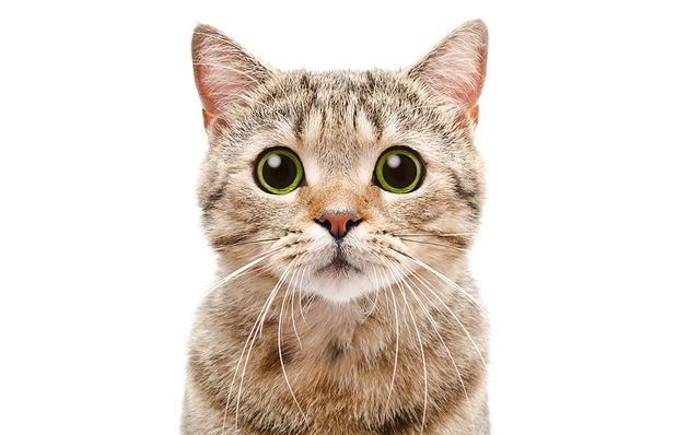 猫咪胡须的动作解释,猫咪胡须一长一短