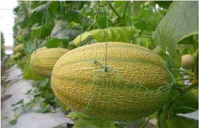 蜜瓜种植注意事项,蜜瓜栽种