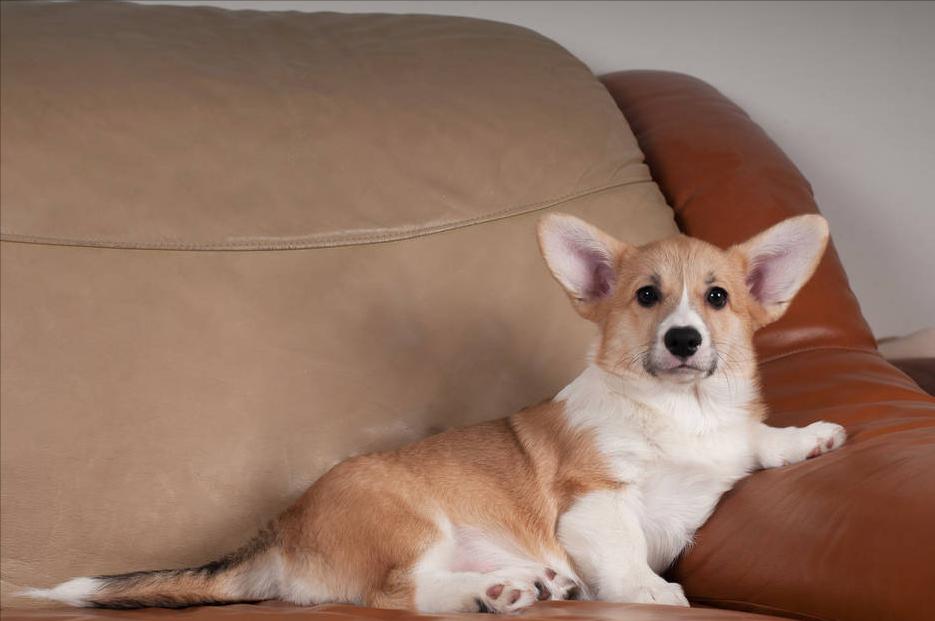 柯基便便黑色怎么回事,柯基便便干怎么办