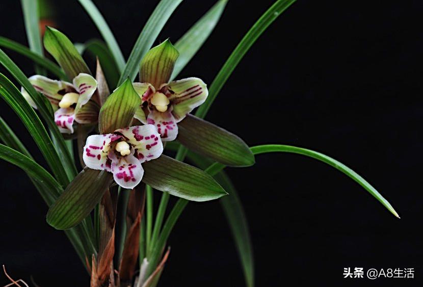 中国兰花名品录,春兰兰花名品大全