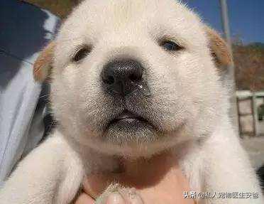 犬流感的症状和治疗方法,犬感冒的预防和治疗