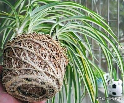 水培吊兰叶尖发黑可以剪掉吗,吊兰叶尖发黄怎么处理视频