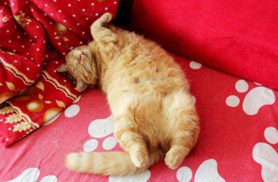 公猫肛门旁边有白点,公猫的肚皮有几颗小痘痘