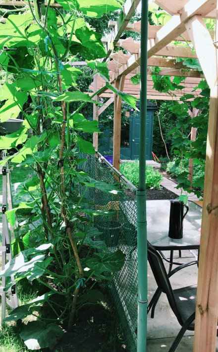 中国丈母娘把女婿花园改造成菜园,中国丈母娘改花园