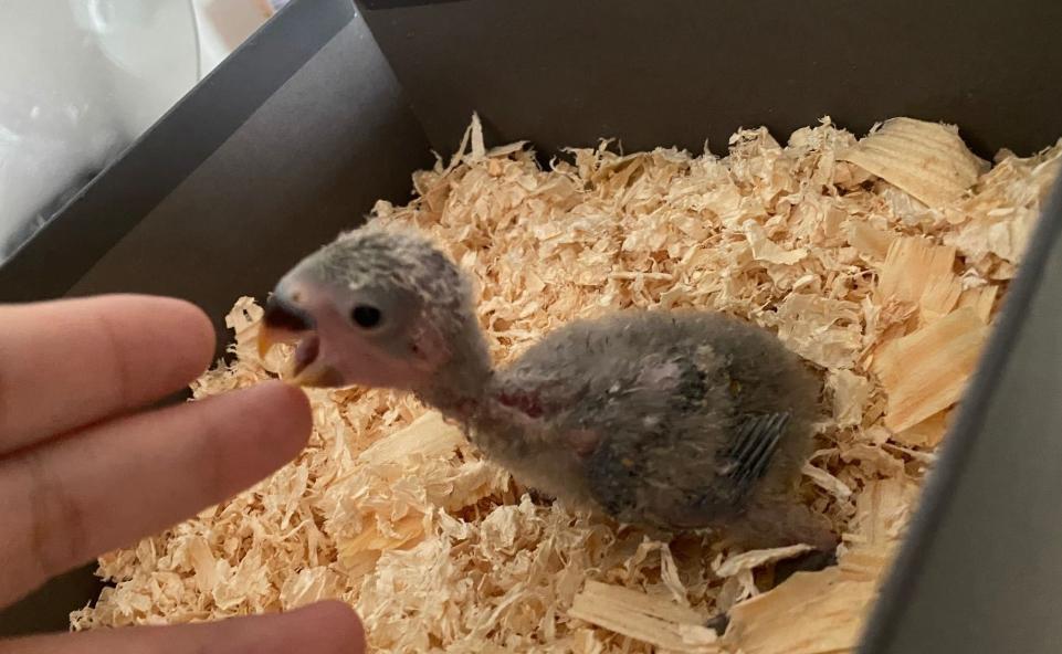 幼鸟如何喂食,幼鸟喂养方法