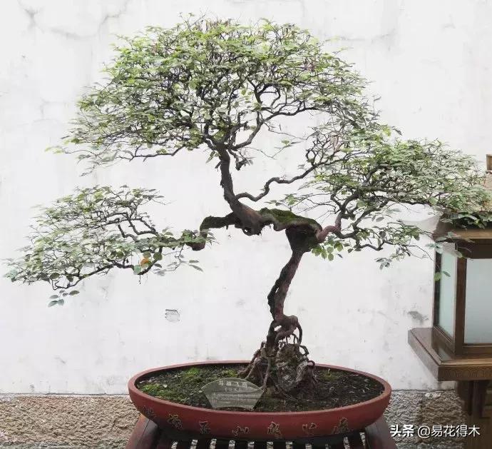 白檵木盆景图片欣赏,异形白花檵木盆景