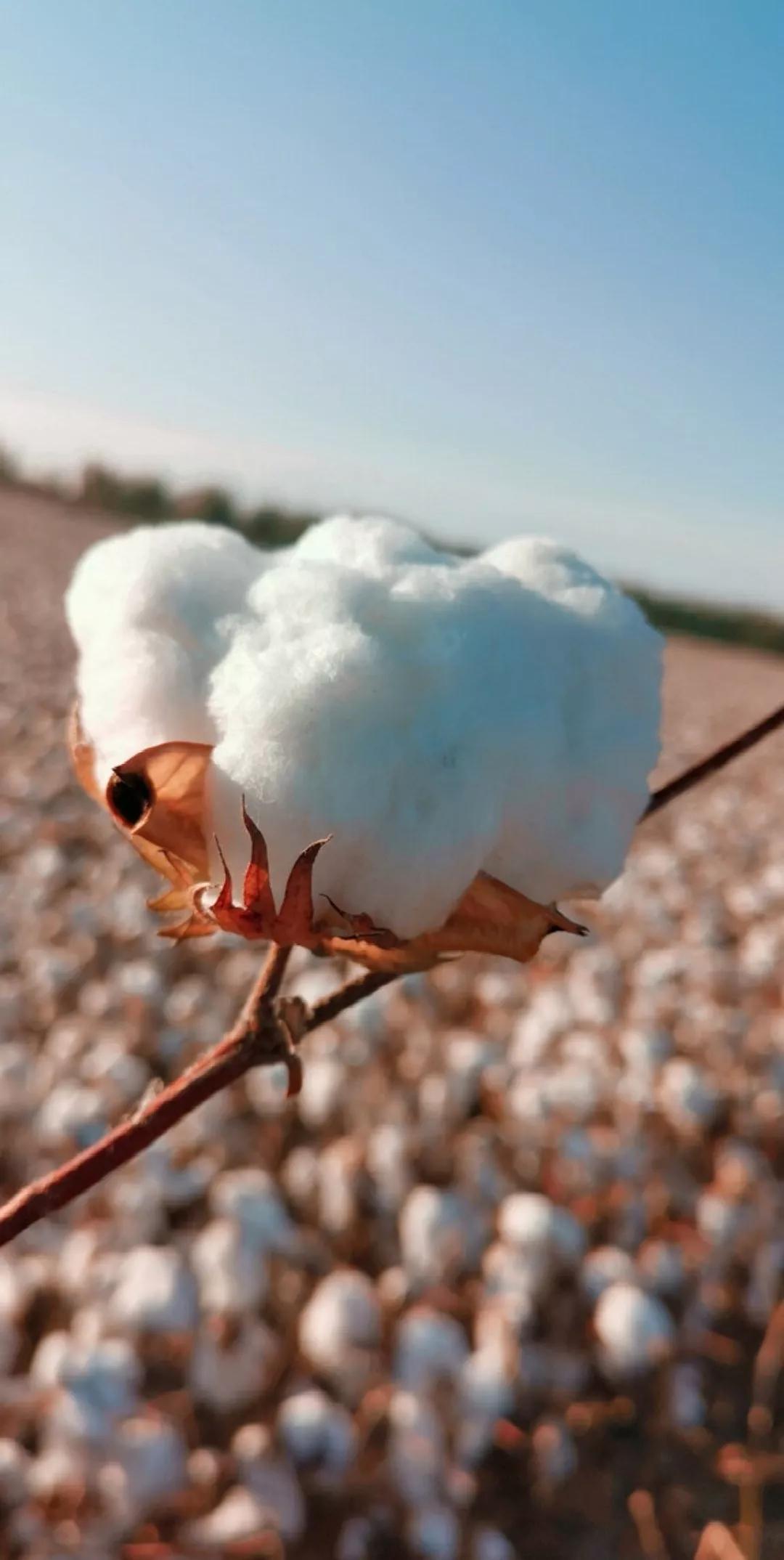 *疆新**棉引发热议，“爱国主义”纷纷涌现，是真爱国还是另有所图？