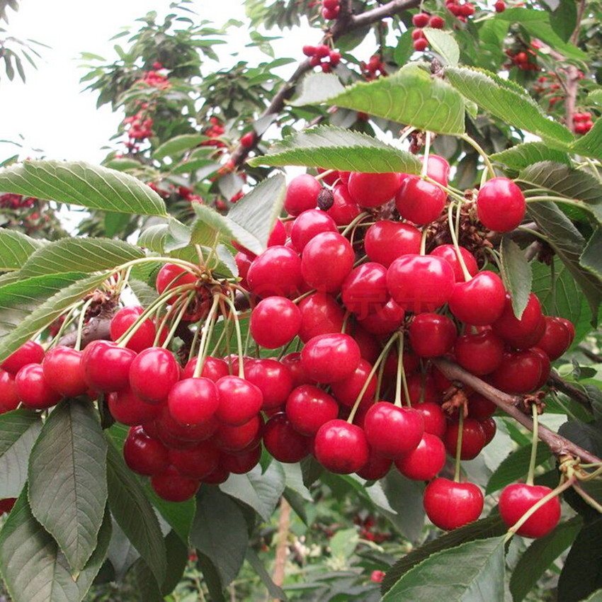 车厘子可以和苹果雪梨一起吃,车厘子成熟季节冬季