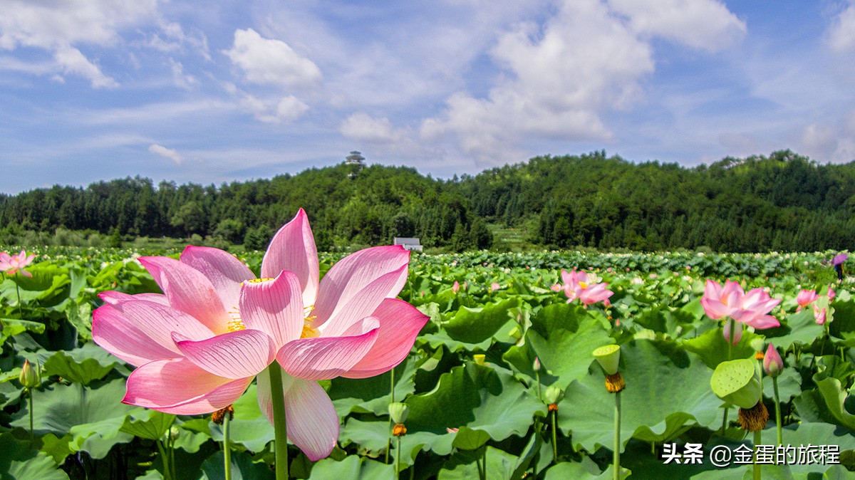 全国最大的荷花养殖基地,中国最大荷花园