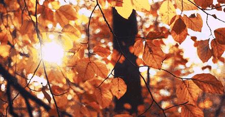 浮生若梦为欢几何是正确的吗,浮生六记浮生若梦为欢几何