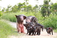 猪的生理特点及指标,猪的生物学特性和行为特性