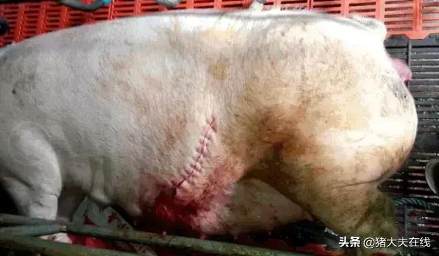 某规模猪场一例母猪的剖腹产手术（附图）