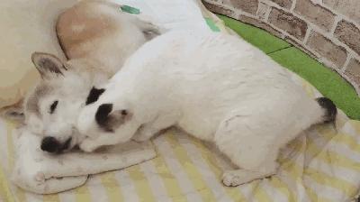 当小猫咪遇上大型犬,当小猫咪遇到大狗狗真是太温馨了