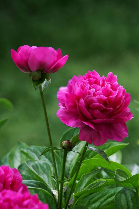 花中宰相芍药花开,花中宰相指什么花