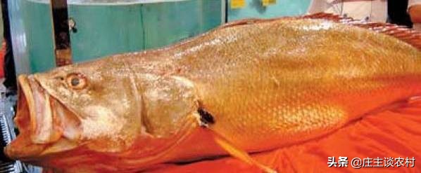 世界上最贵的几种食材有哪些,世界上最贵最顶级的食材