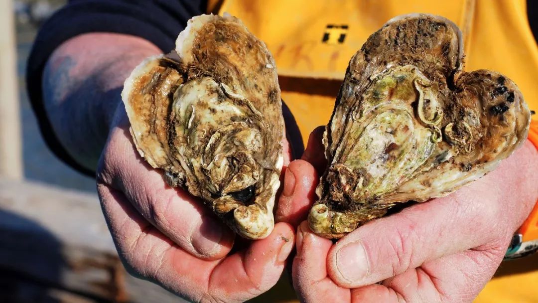 法国旅游特色景点美食,法国首都巴黎美食攻略