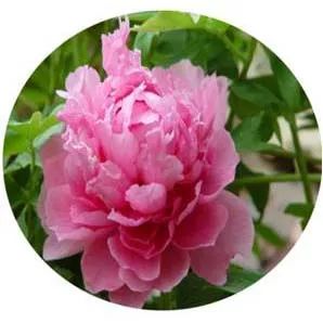 全部金木水火土五行五系植物介绍,五种植物代表五行