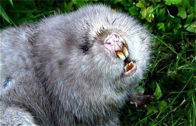 母竹鼠产仔过程,竹鼠繁育几胎