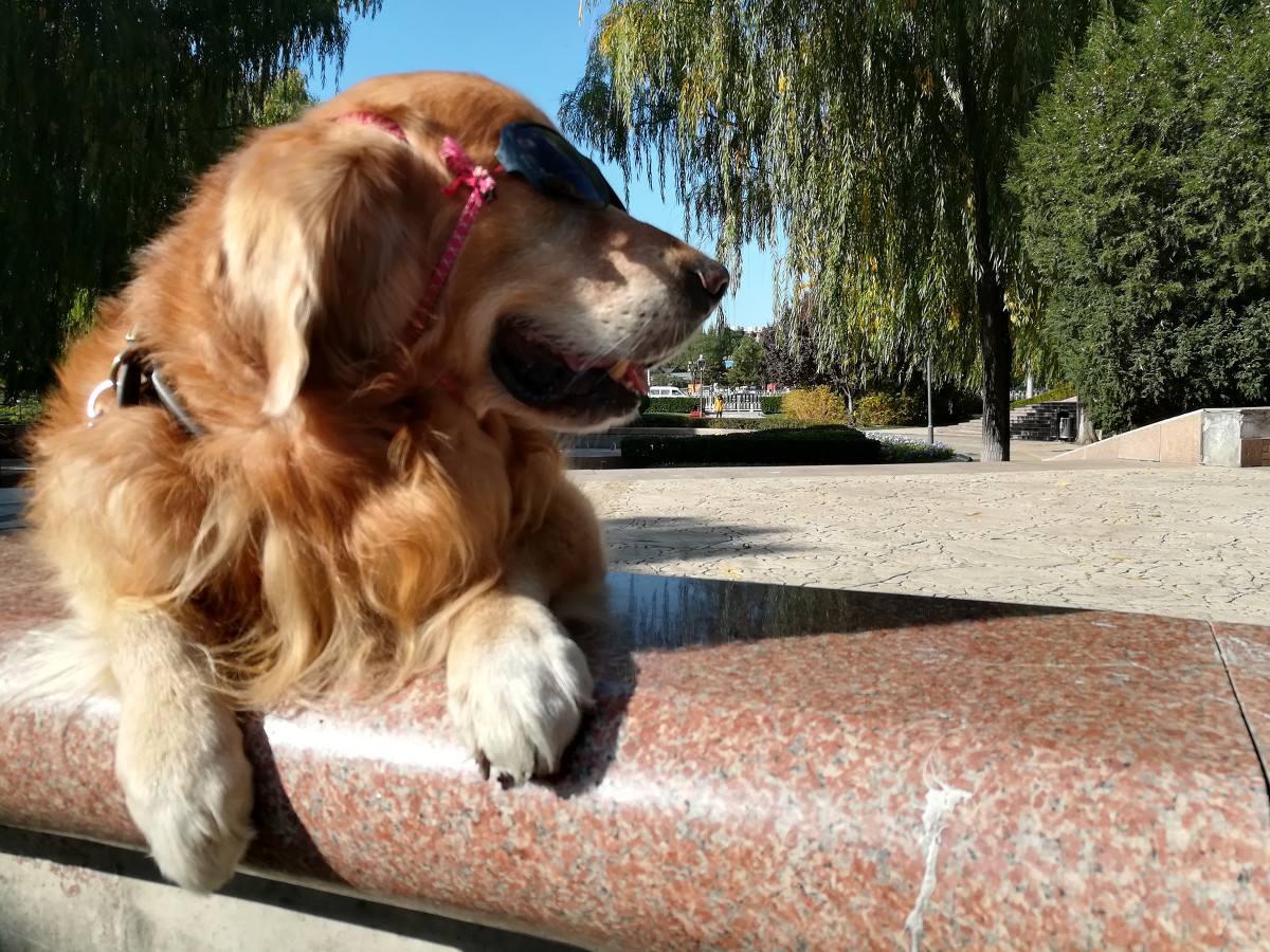 宠物金毛能活多少年,金毛等主人5年