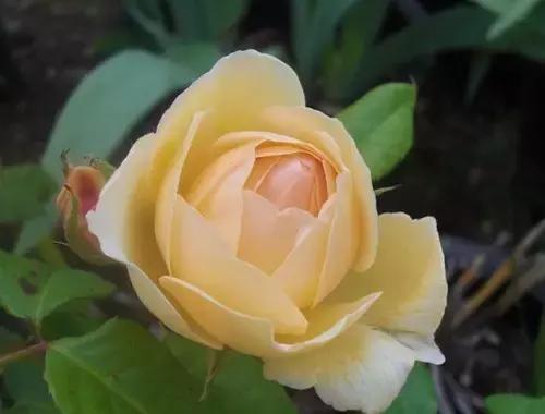 最漂亮10种微型月季,新手必入这8种月季漂亮好养