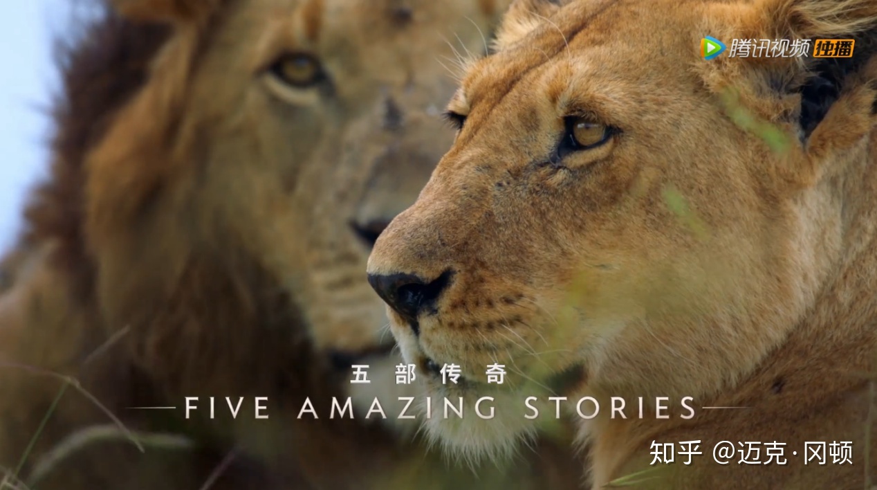 bbc纪录片真正权力的游戏,纪录片王朝权力的游戏