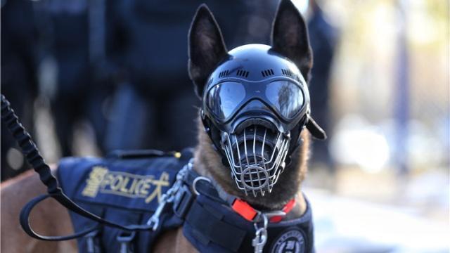 深圳警犬基地能领养警犬吗,警犬领养退役警犬价格一览表