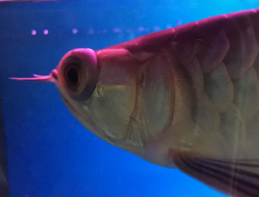 小龙鱼疾病,龙鱼突发疾病