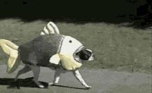 狗能不能吃猪里脊肉,狗能不能吃生鱼肉